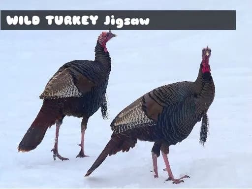Yerli Tavşan Yapbozu