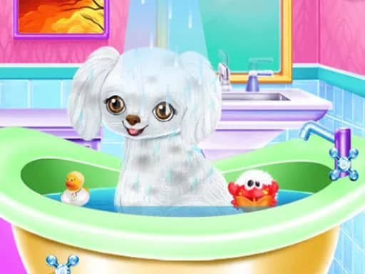 Yeni Poodle Arkadaşım